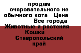 продам очаровательного не обычного кота › Цена ­ 7 000 000 - Все города Животные и растения » Кошки   . Ставропольский край